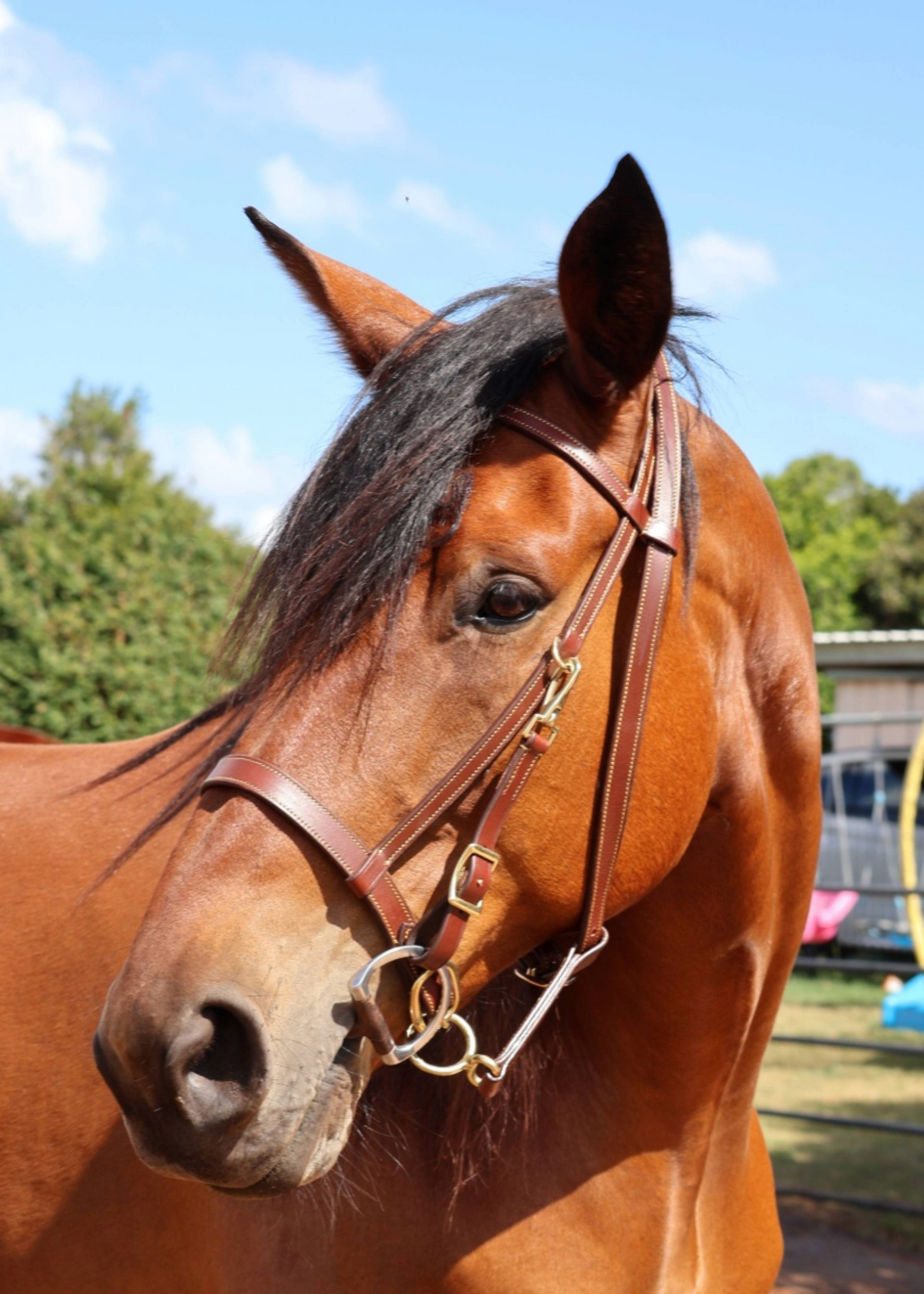 Leather Halter with Detachable Bit Attachment - Feral Pony