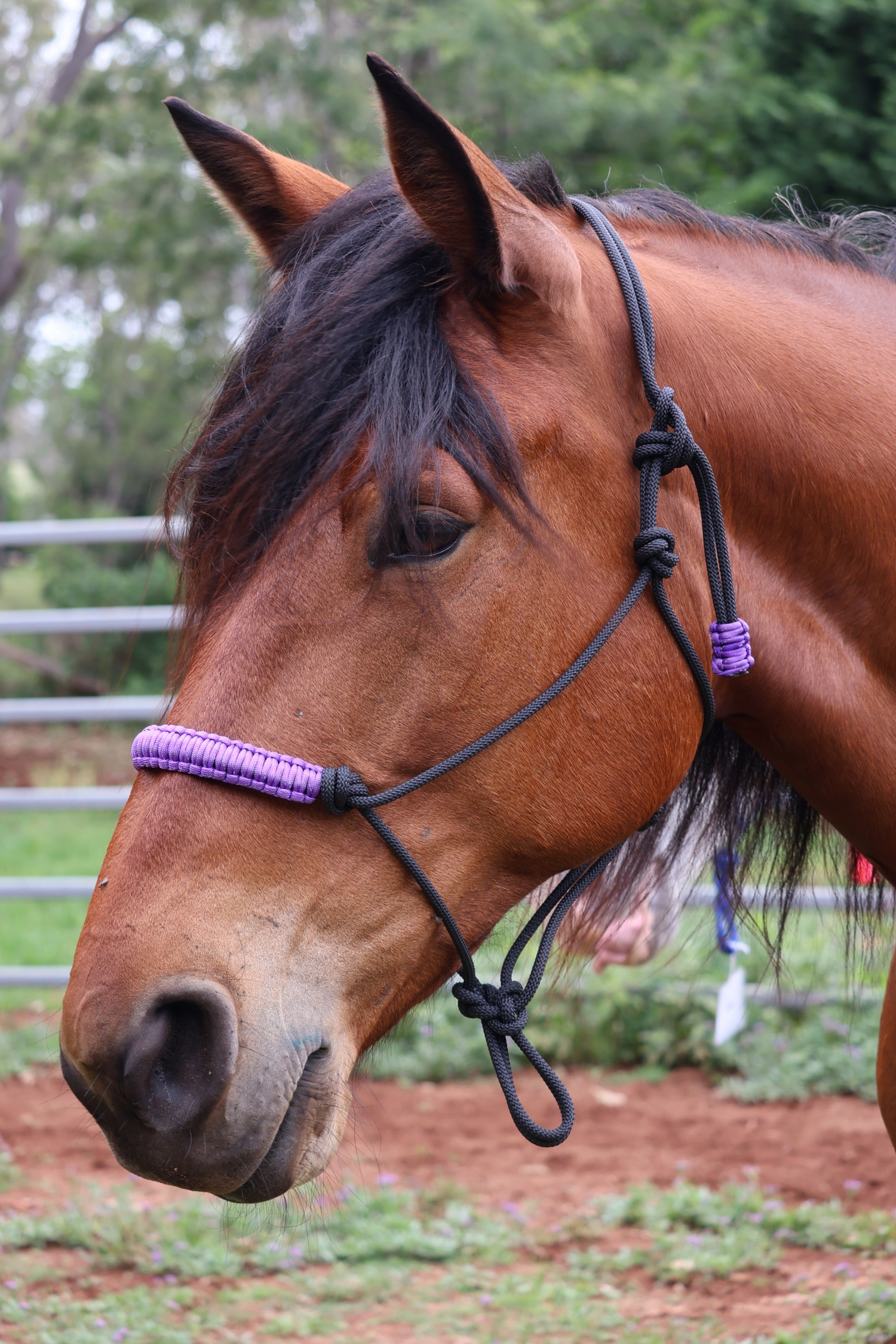 Custom Made Halter