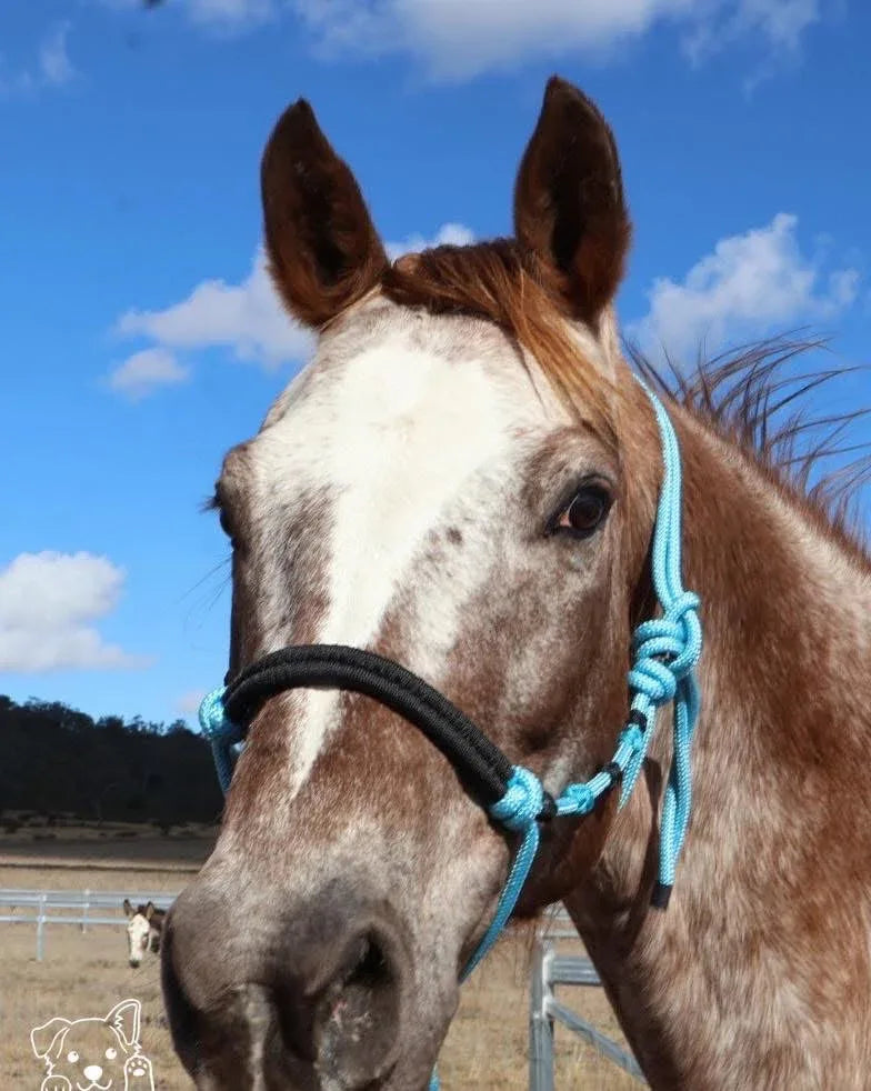 Stock Halters - Feral Pony