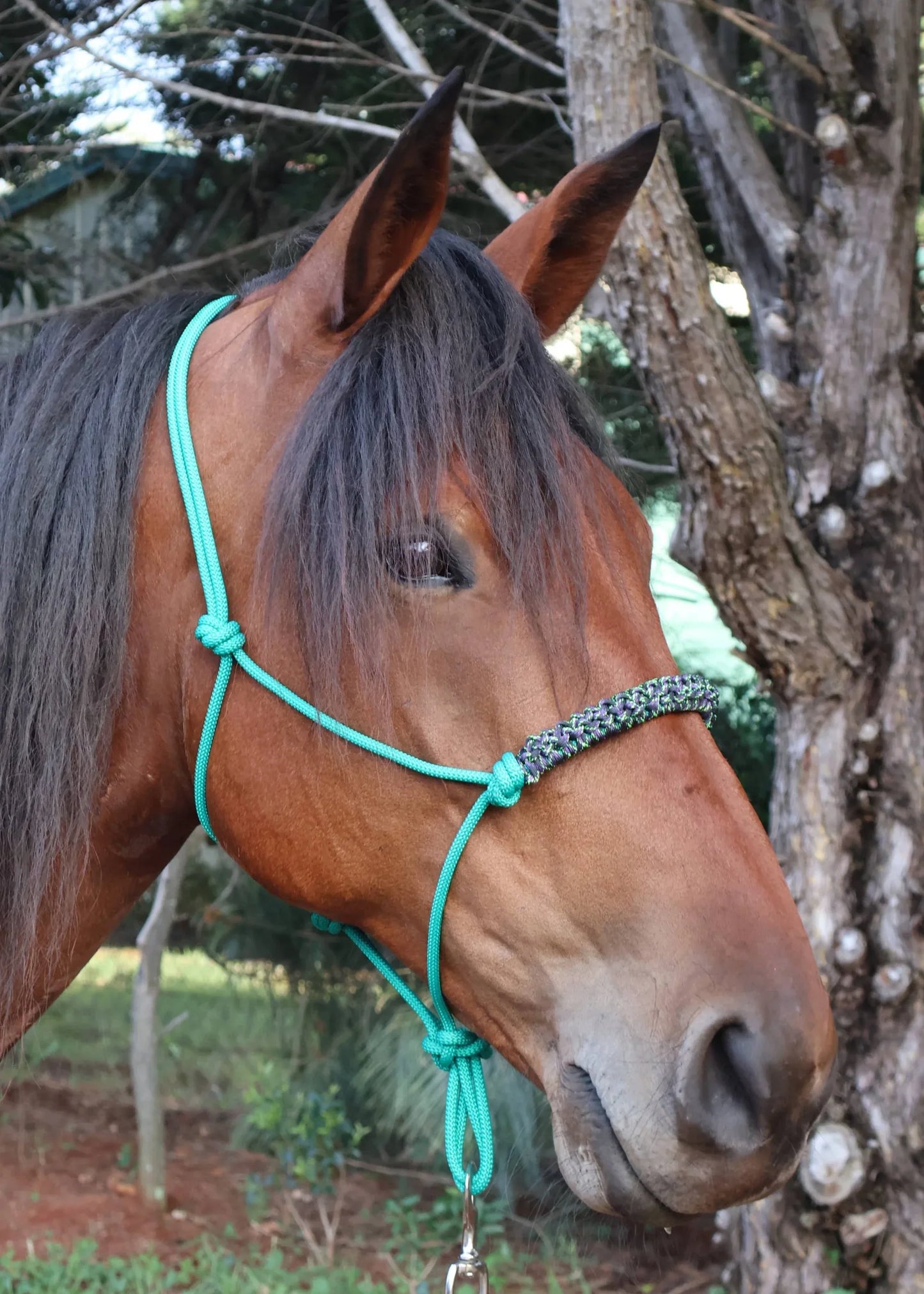 Green Rope Halter with Green & Purple Braid 💚💜 - Feral Pony