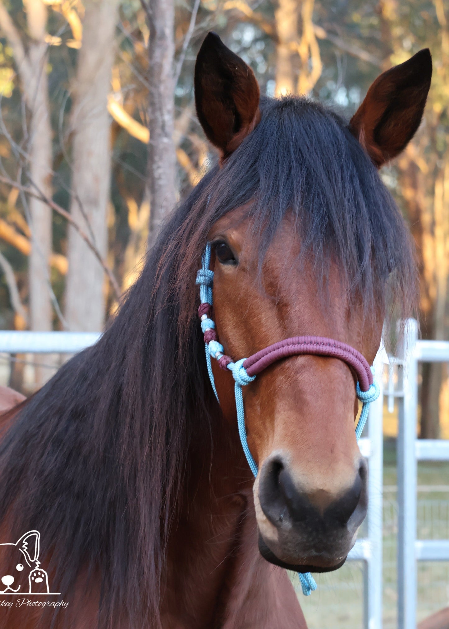 Light Blue & Brown Rope Halter with Silver Beads