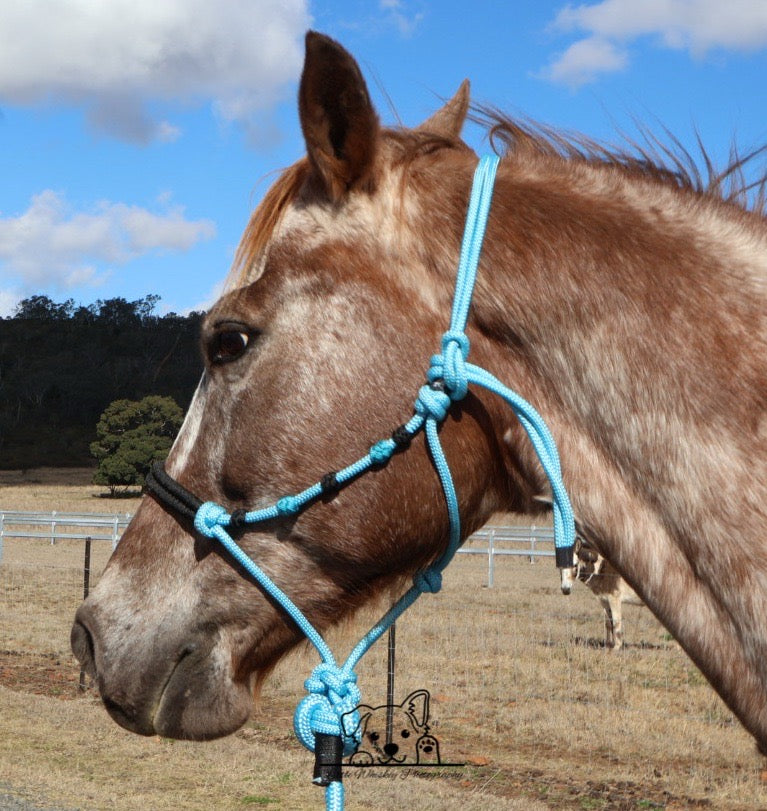 Light Blue & Black Rope Halter