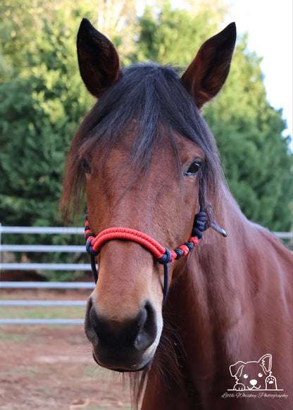 Navy & Red Rope Halter