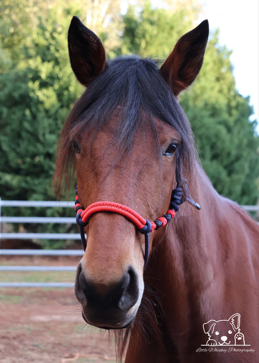 Navy & Red Rope Halter