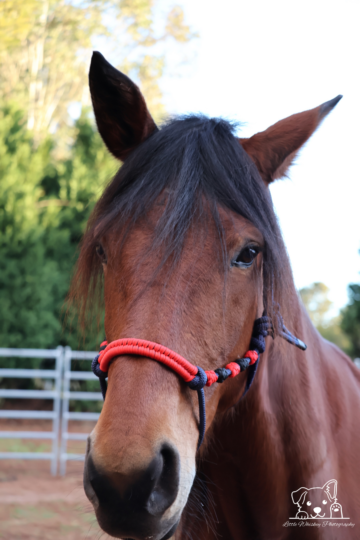 Navy & Red Rope Halter