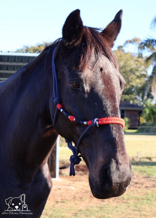 Navy & Red Rope Halter with Silver Beads