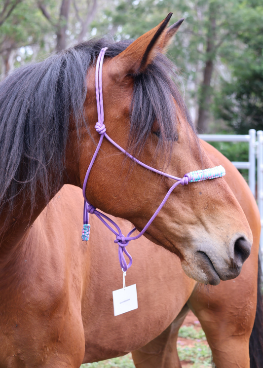 Purple Halter with Light Blue & Pink Nose Band - Feral Pony