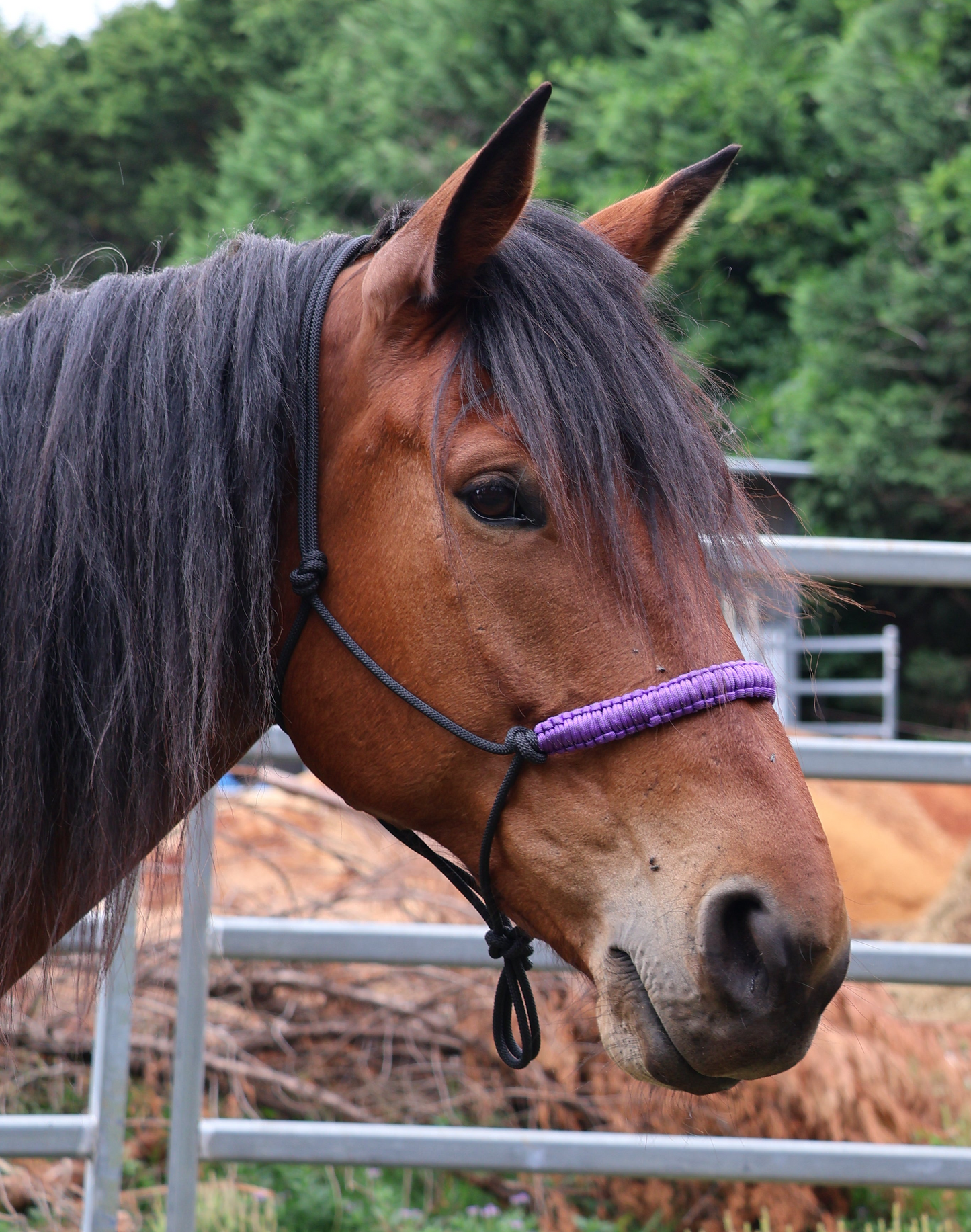 Black Halter with Purple Nose Braid 🖤💜🖤 - Feral Pony