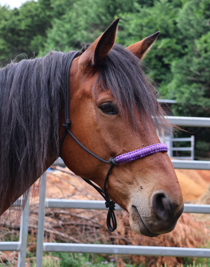 Black Halter with Purple Nose Braid 🖤💜🖤 - Feral Pony