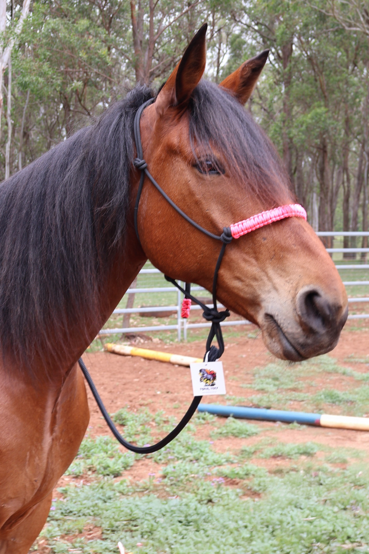 Black Halter with Neon Pink Nose Braid 🩷💕🩷 - Feral Pony