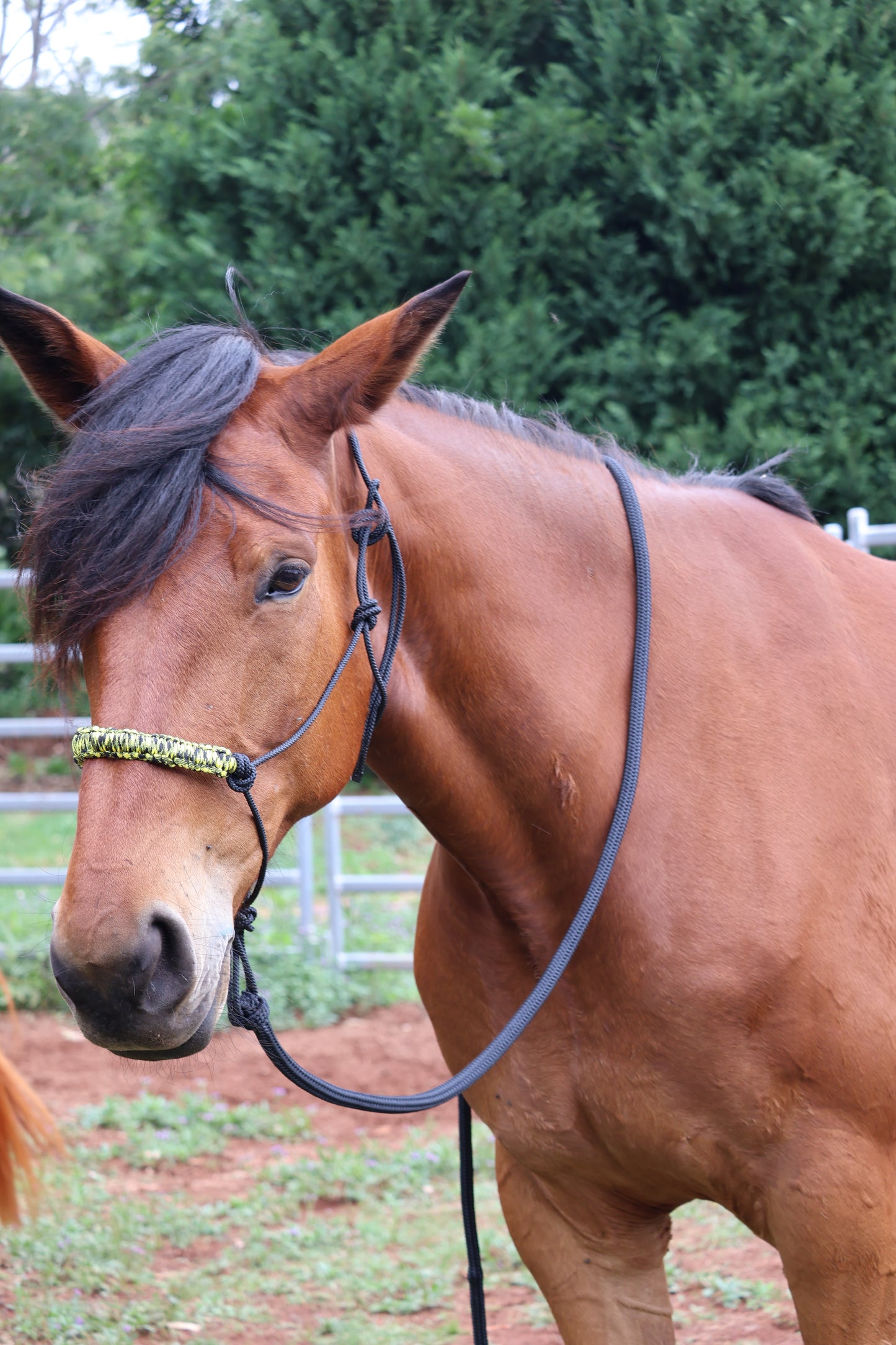 8ft 12mm black lead rope - Feral Pony