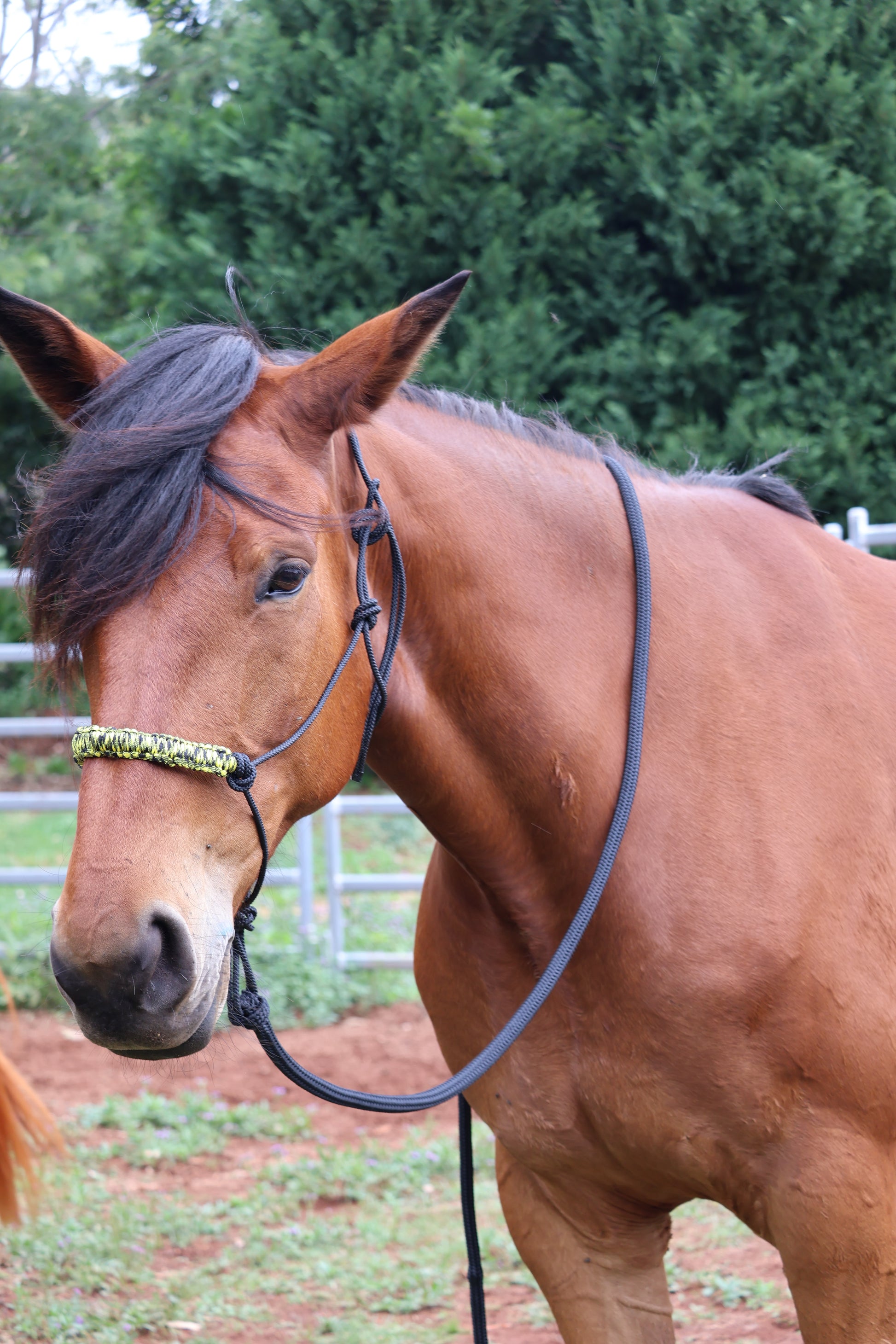 8ft 12mm black lead rope - Feral Pony