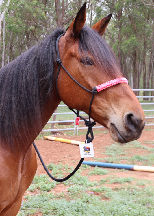 Black rope halter with hot pink nose braid