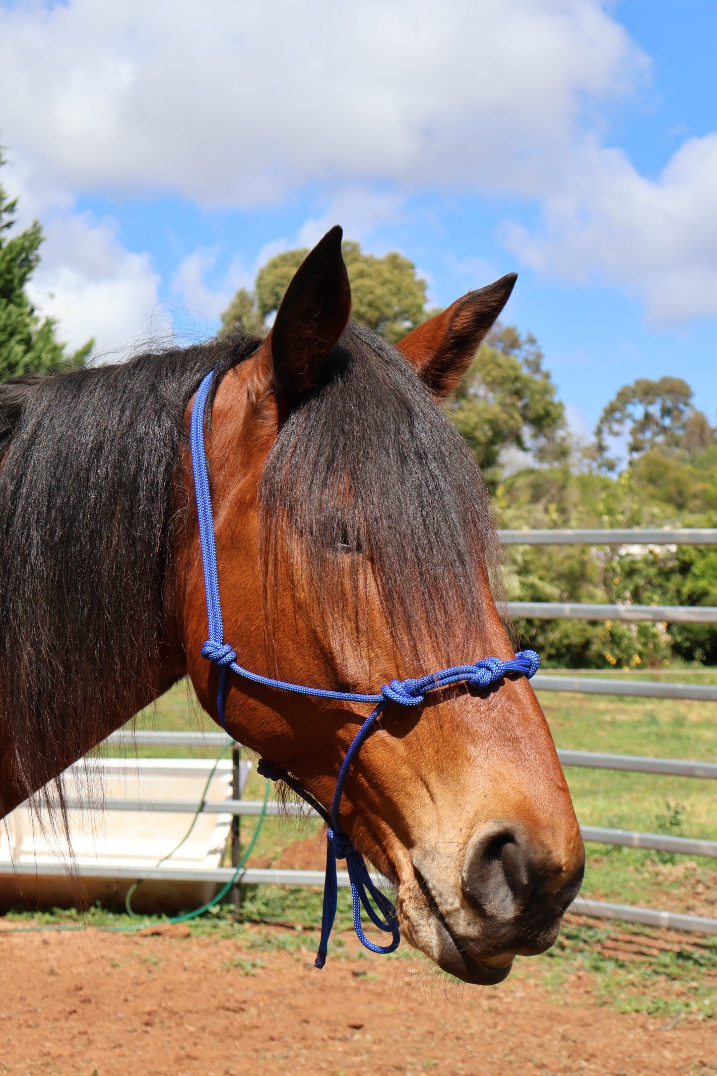 🐎Black 4-Knot Rope Halter