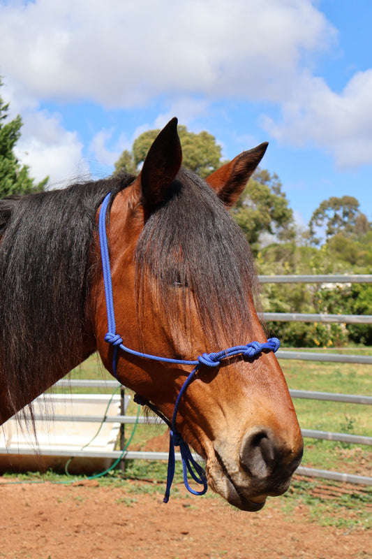 🐎Black 4-Knot Rope Halter