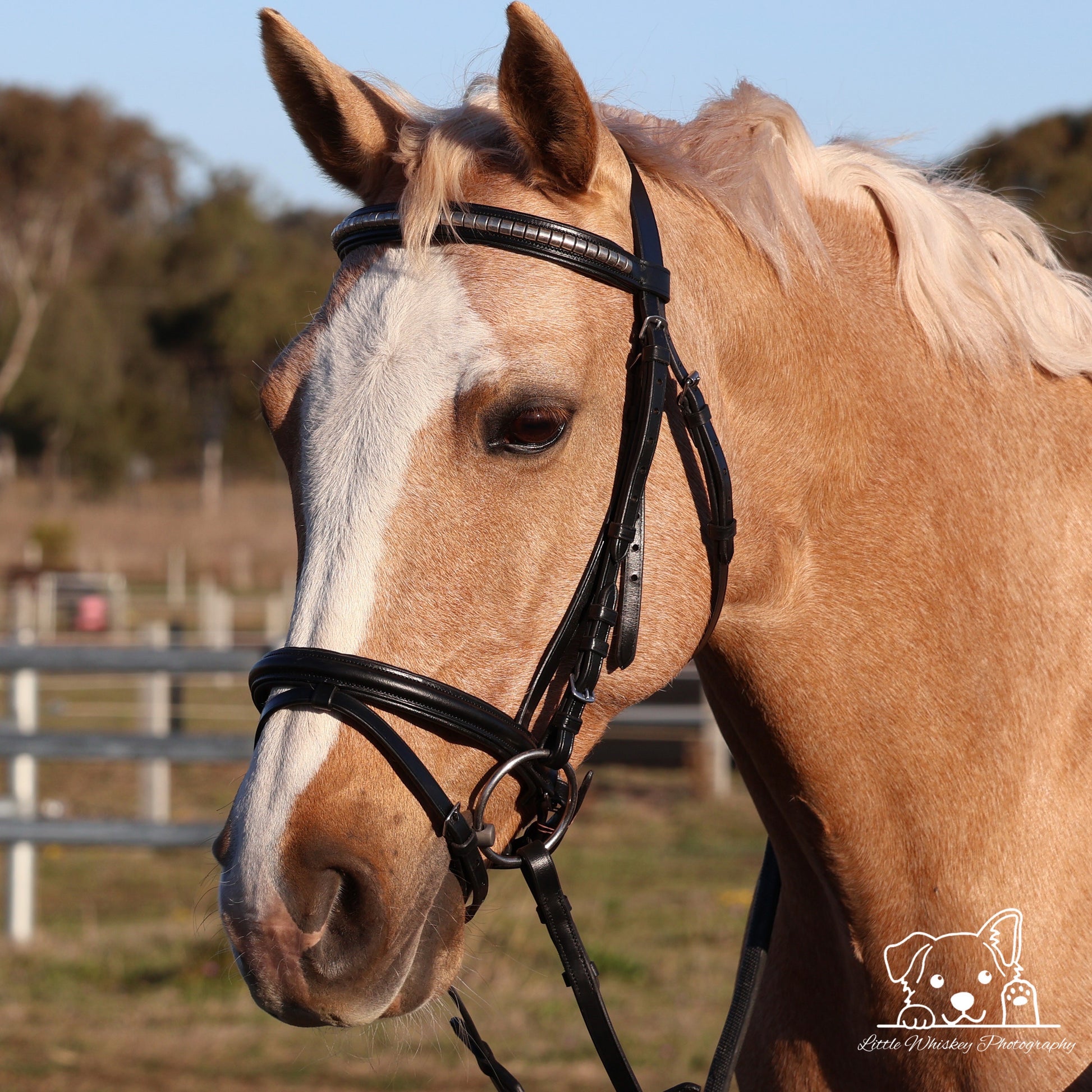 Close-up of a brown horse with a bridle in an outdoor setting