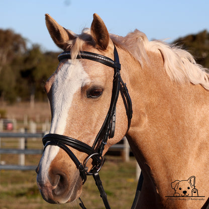 Close-up of a horse wearing a bridle with a blurred background