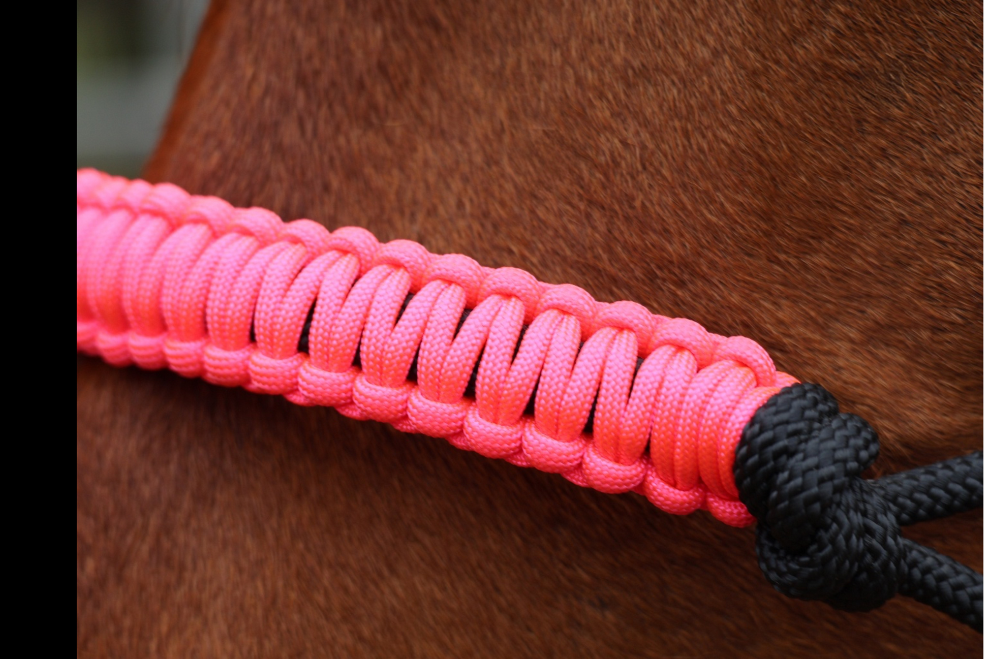 Close-up of neon pink braided on rope halter