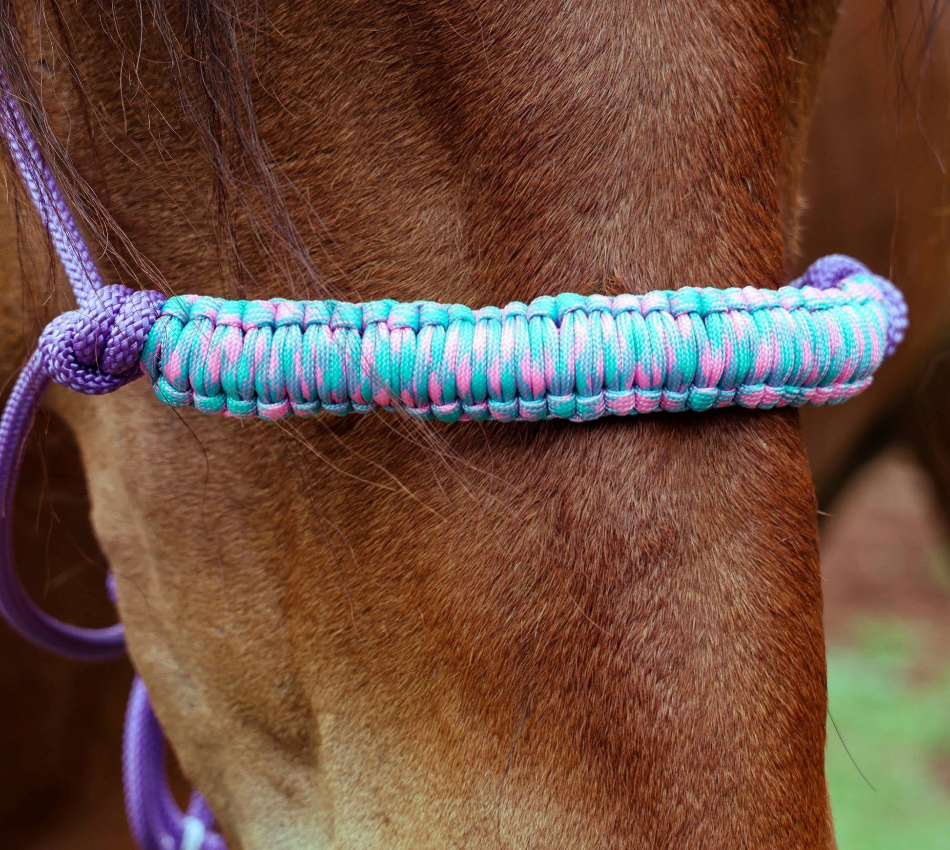 Purple Halter with Light Blue & Pink Nose Band - Feral Pony