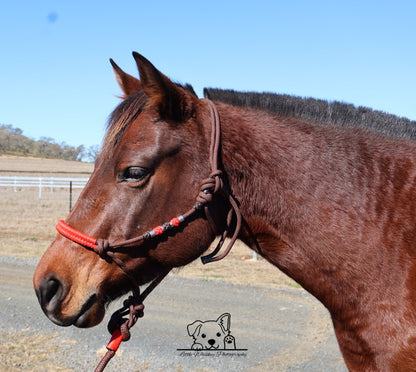Brown & Red Rope Halter with Silver Beads