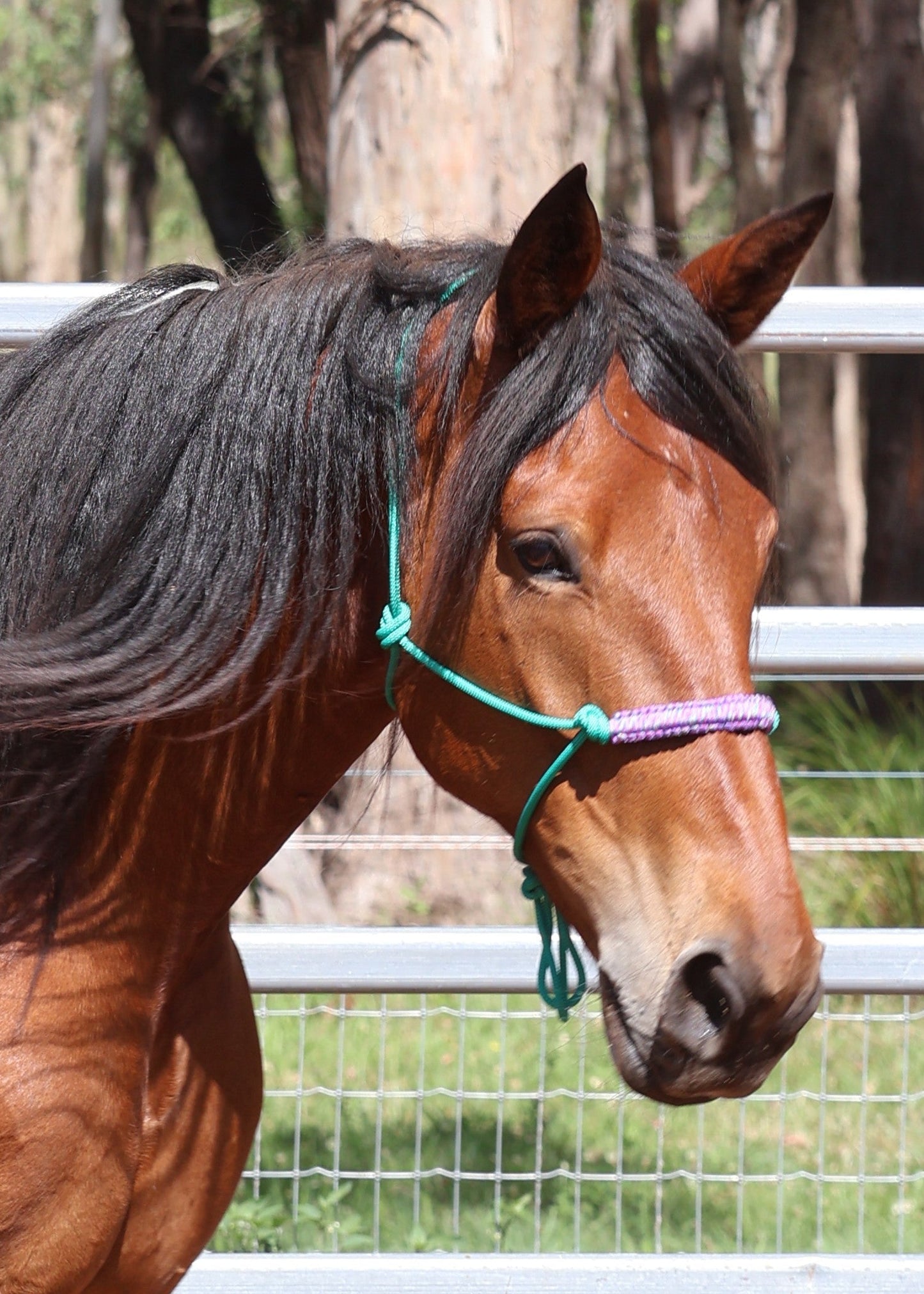 Brown horse with a green bridle standing in a grassy area with trees in the background