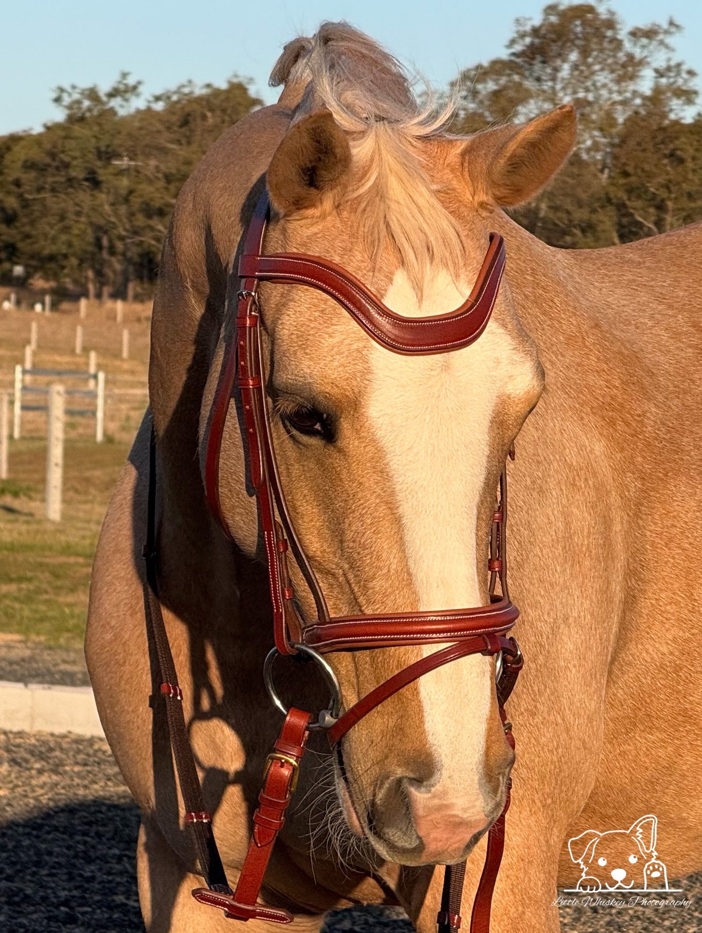 Brown horse wearing a bridle with a blurred background of trees and grass.
