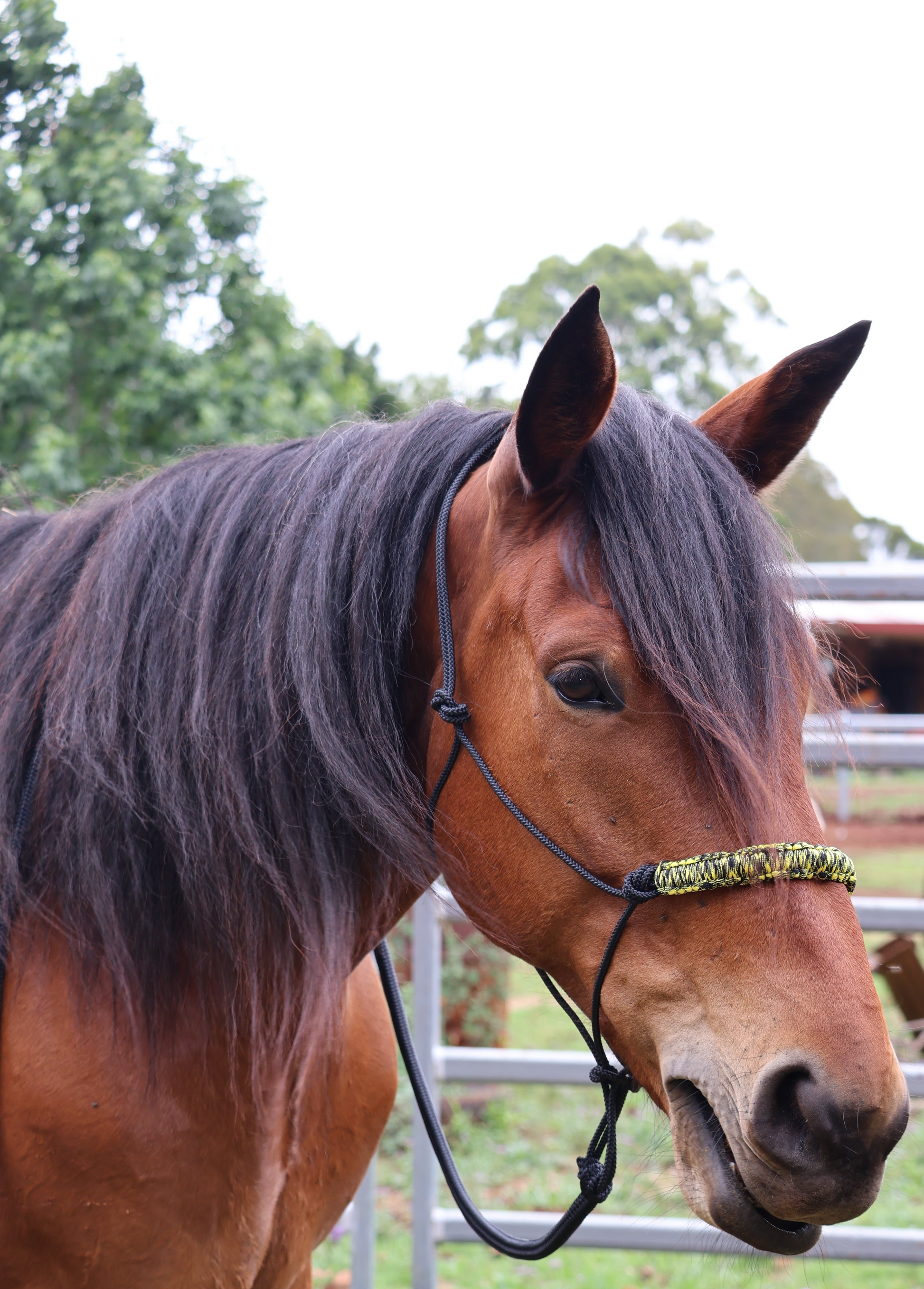 True Stiff Halter with Yellow & Black Nose Band - Feral Pony