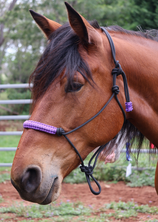 Black Halter with Purple Nose Braid 🖤💜🖤 - Feral Pony