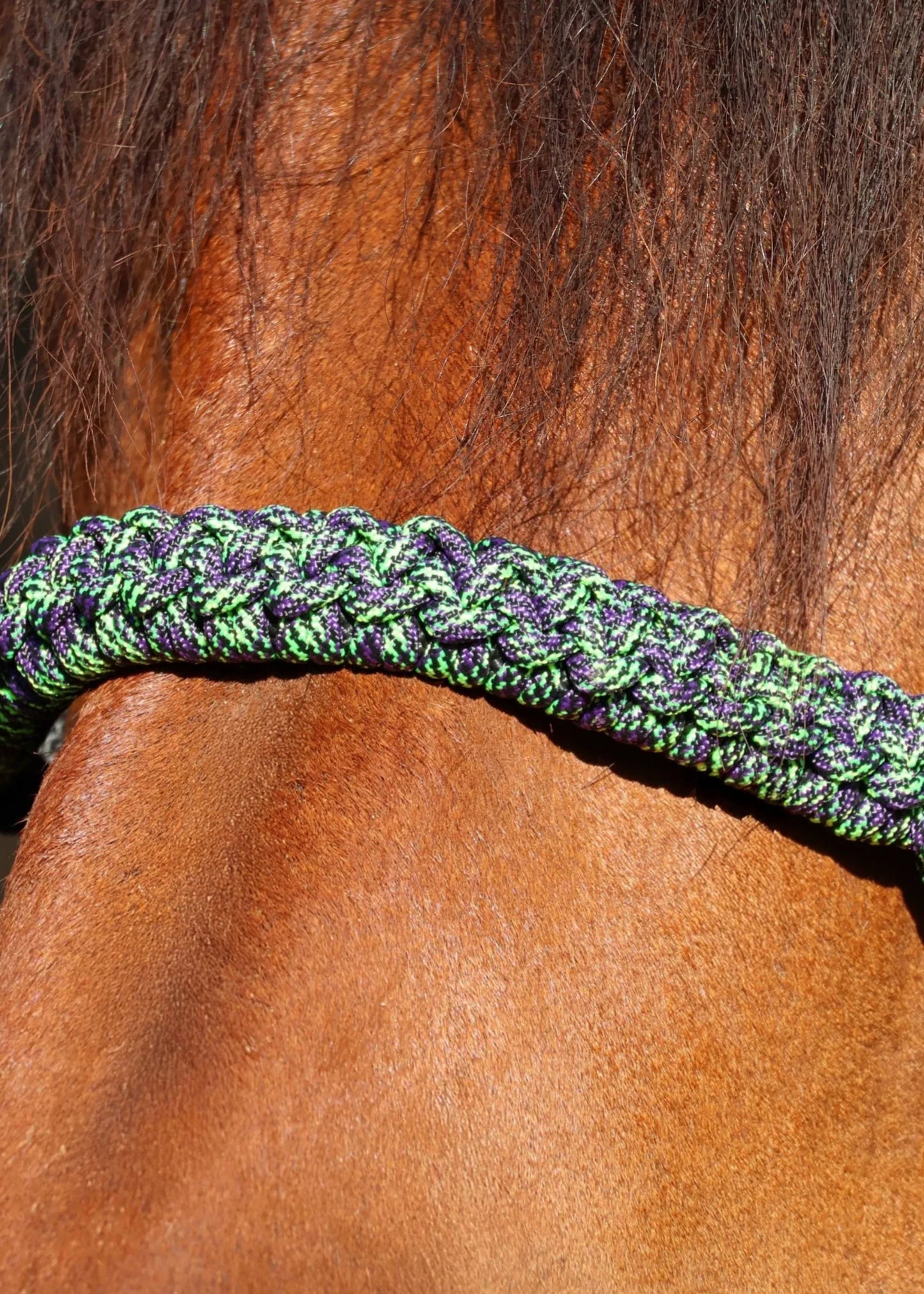 Black Rope Halter with Green & Purple Braid 💚🩵 - Feral Pony