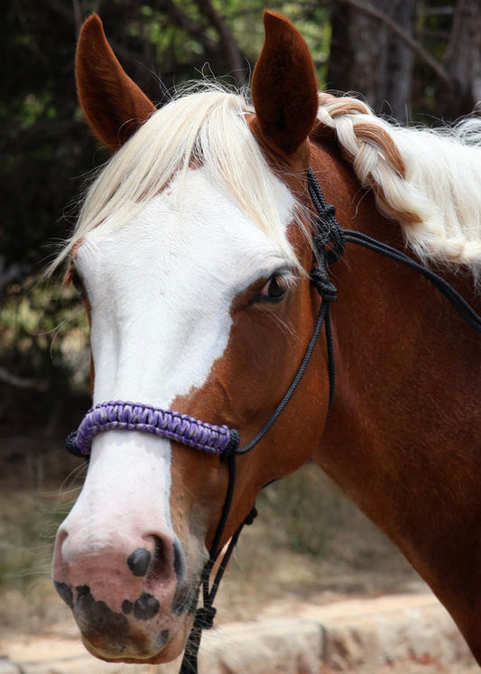 Build Your Own - Halter and Lead Set - Feral Pony