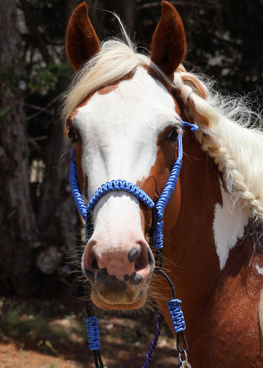 Indian Bosal - Blue - One Off Piece - Feral Pony