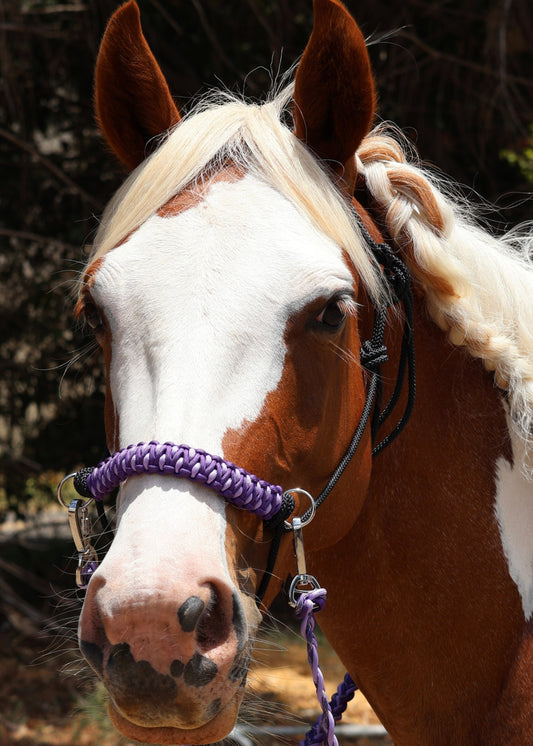 Side Pull Halter including Reins - Purple - Feral Pony
