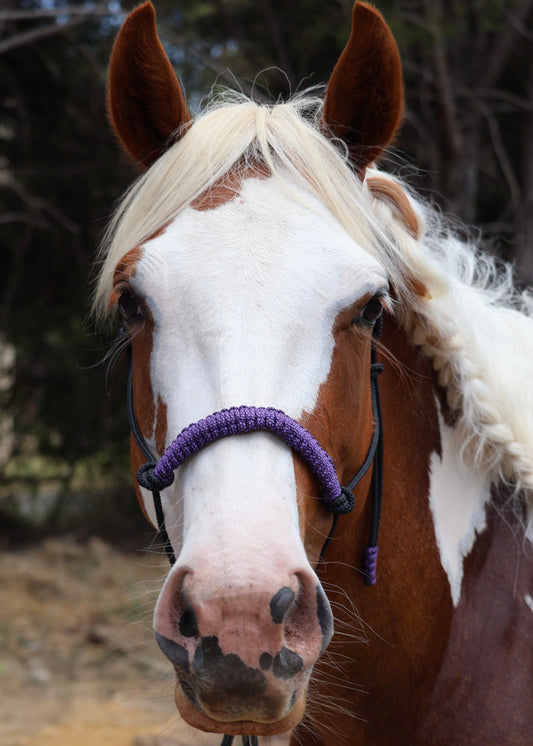 True Stiff Halter with Purple Braid - Feral Pony