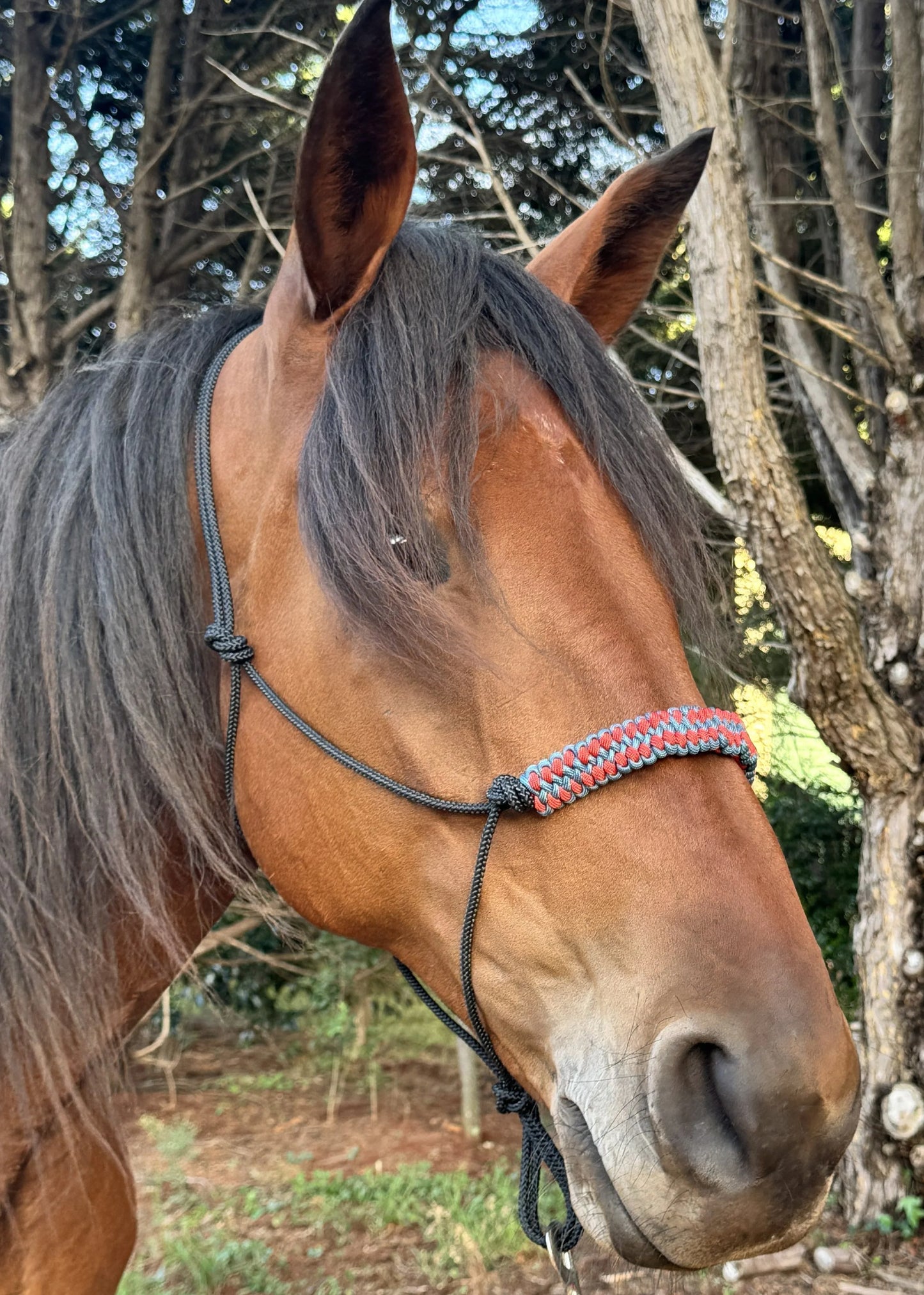 True Stiff Halter Dark Teal and Burnt Orange Braid - Feral Pony