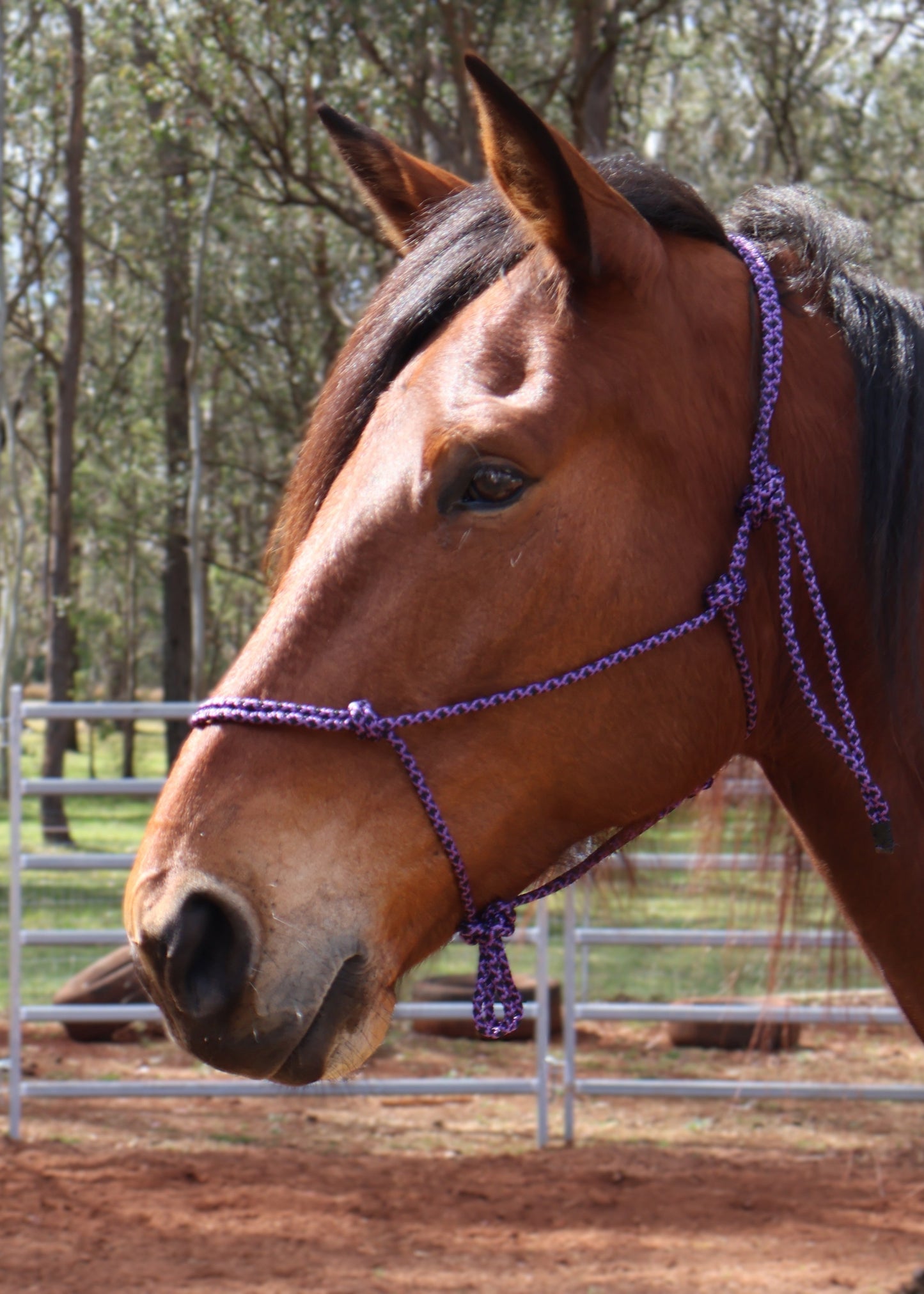 Custom Made Halter - Black & Purple Lattice
