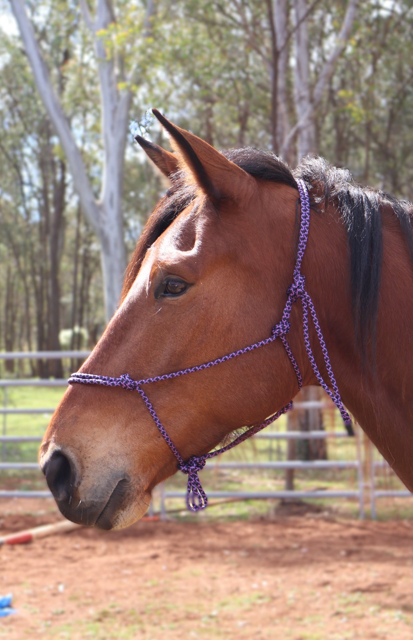 Custom Made Halter - Black & Purple Lattice