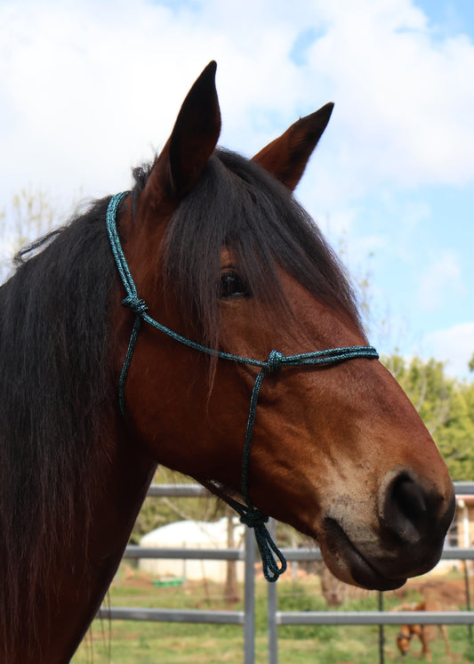 Custom Made Halter - Mottled Black & Aqua