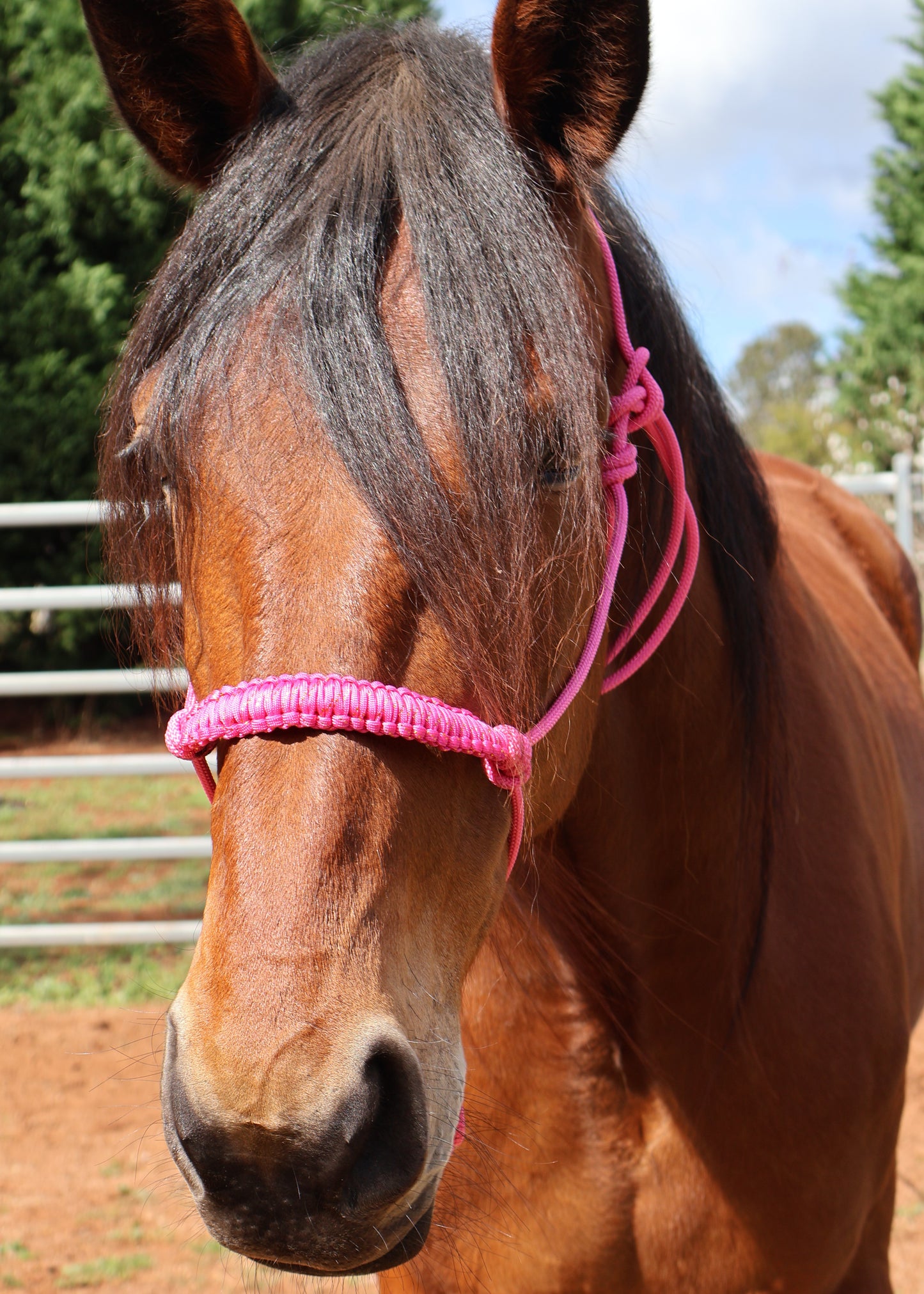 Custom - One Off Halter - Pink with Pink Nose Braid