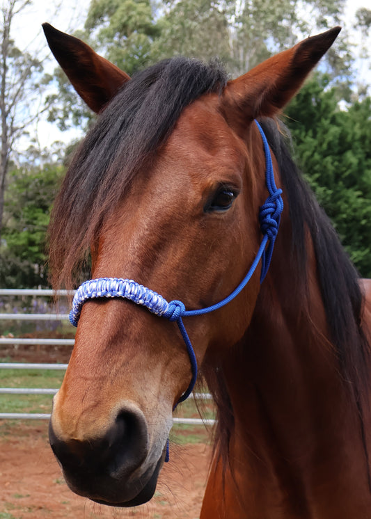 Custom - One Off Halter - Blue with Blue Nose Braid