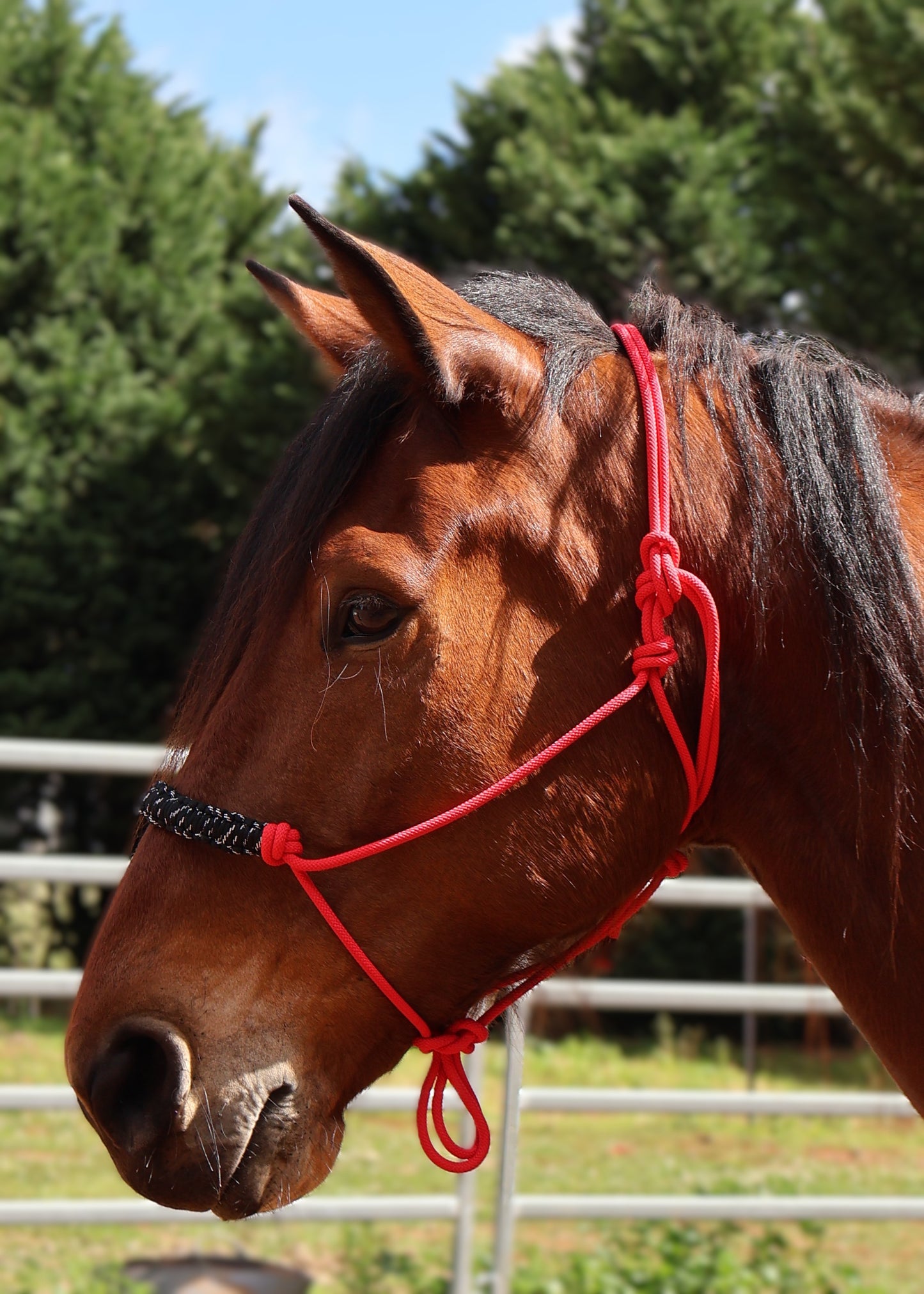 Custom - One Off Halter - Red and Black Nose Braid