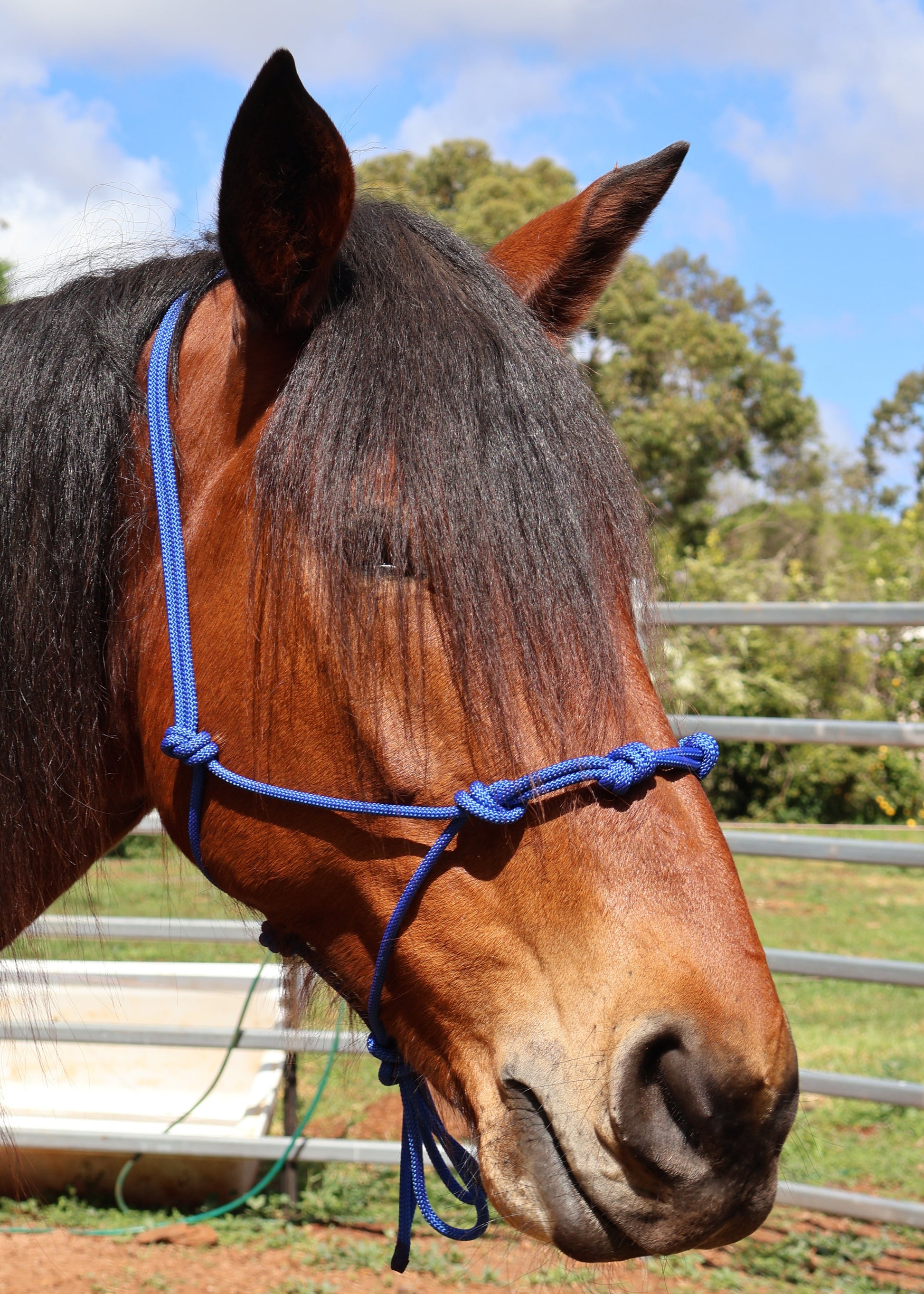 Rope Halter - 4 Knot - Feral Pony