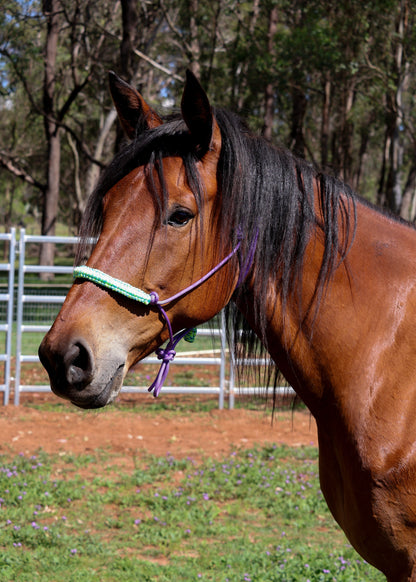 Purple Rope Halter with Blue & Green Nose Braid 🩵💚🩵