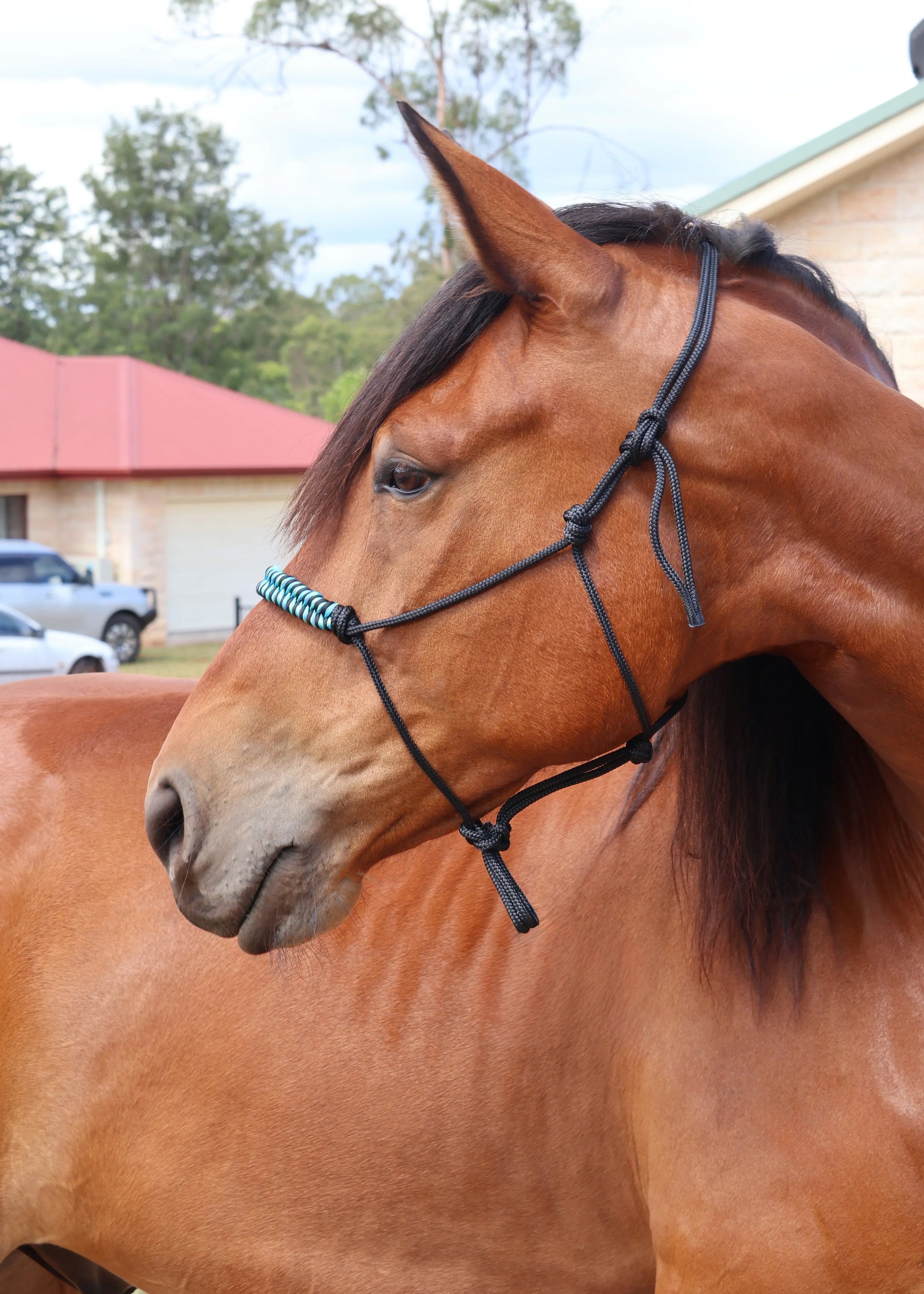 Black Rope Halter with Blue & Black Braid 🩵 🖤 - Feral Pony