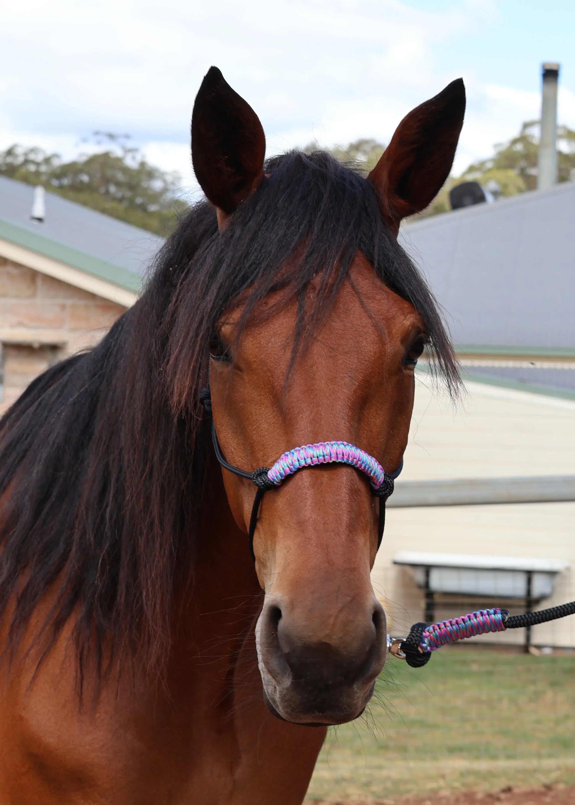 Black Rope Halter & lead set with Rainbow Braid 💚🩵 - Feral Pony