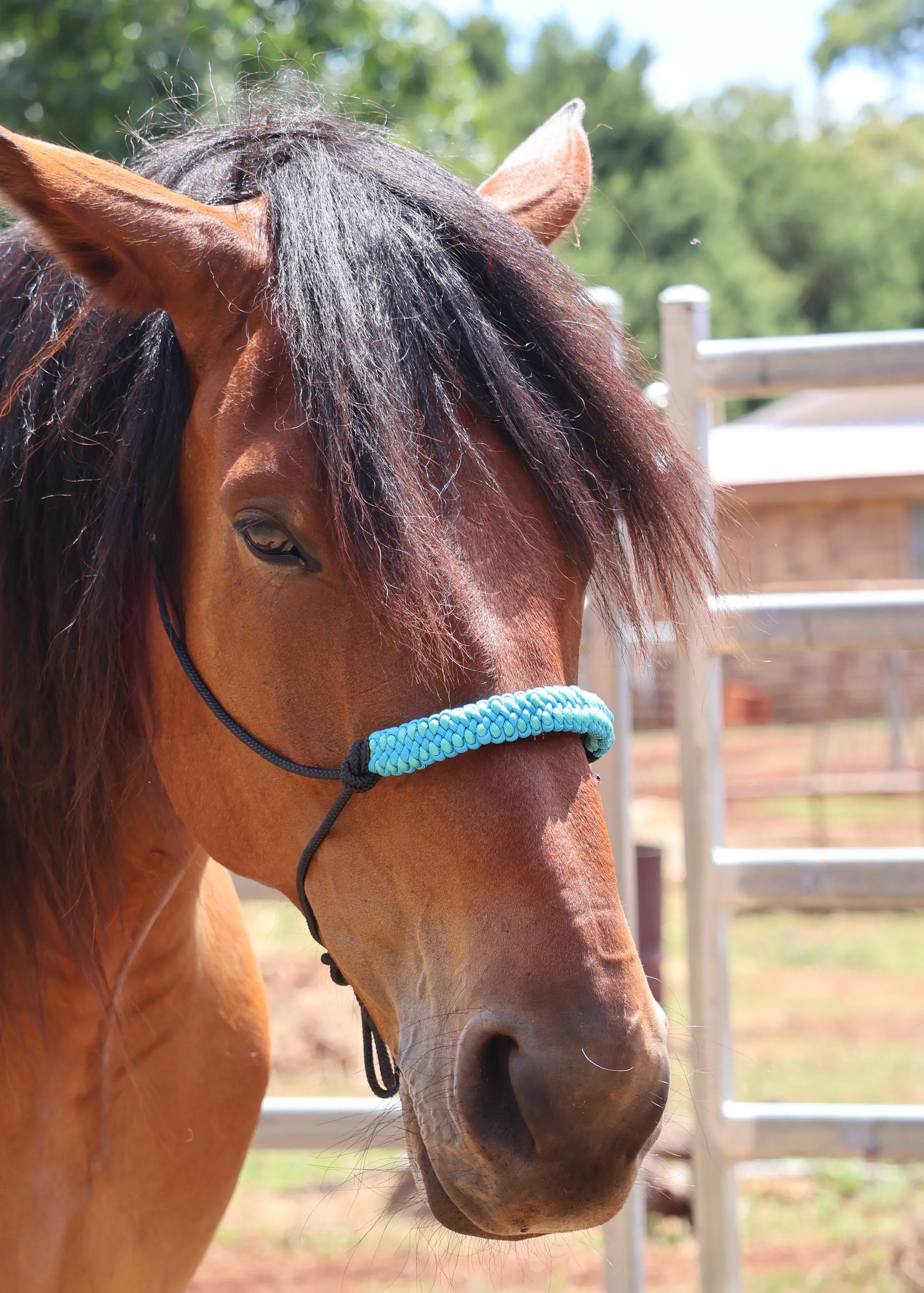 True Stiff Halter with Blue Dragon Claw Braid - Feral Pony