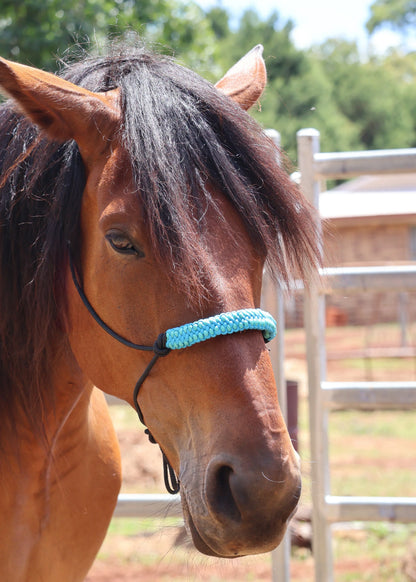 True Stiff Halter with Blue Dragon Claw Braid - Feral Pony