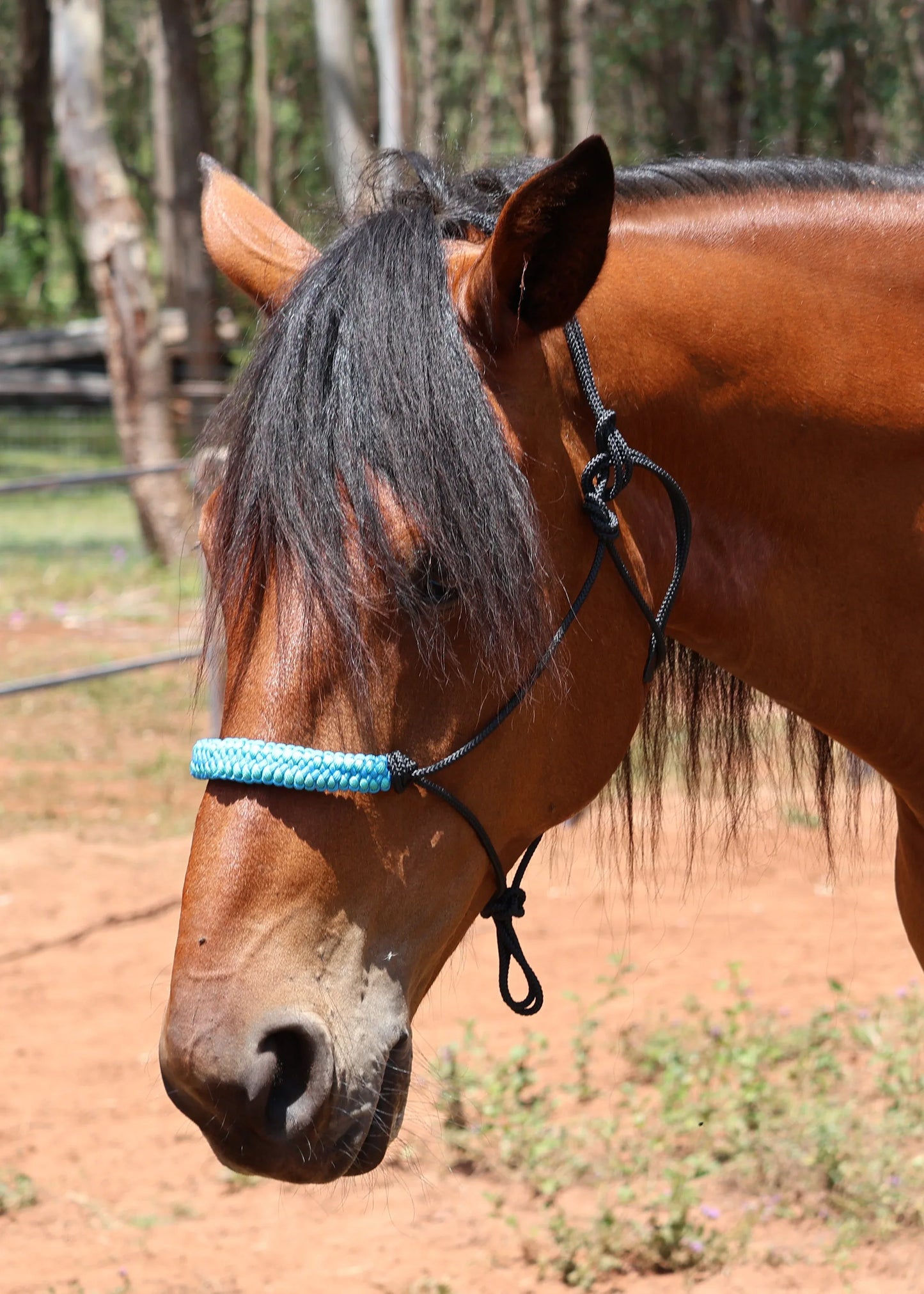 True Stiff Halter with Blue Dragon Claw Braid - Feral Pony