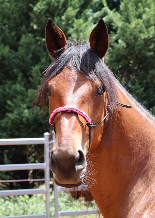 Build Your Own - Halter and Lead Set - Feral Pony