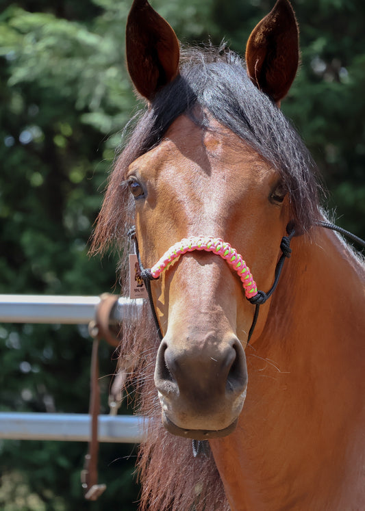 True Stiff Halter with Neon Pink and Neon Green Braid - Feral Pony