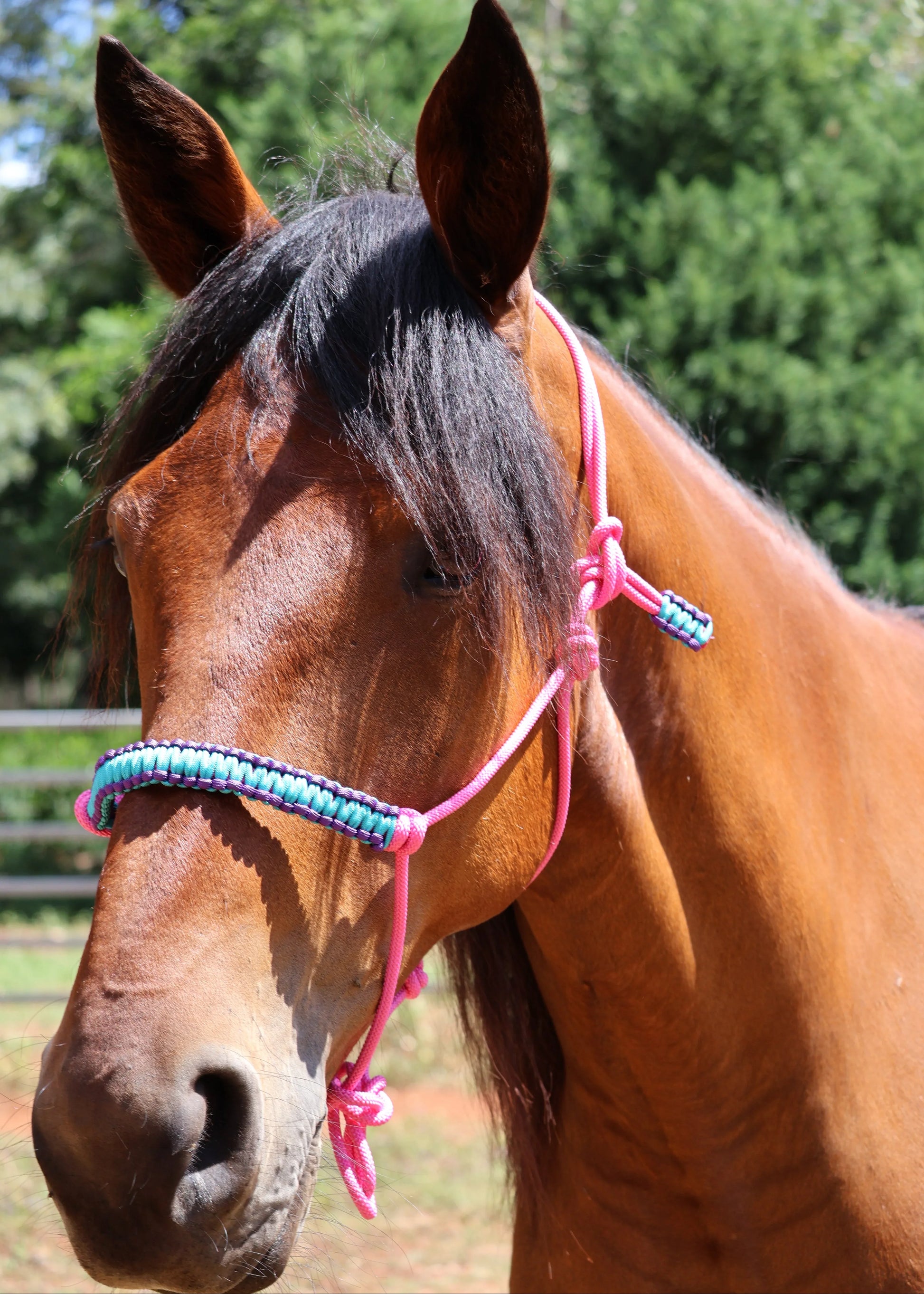 Pink Halter with Purple and Blue Braid - Feral Pony